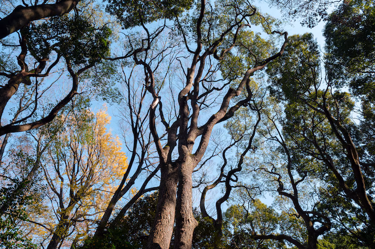forest